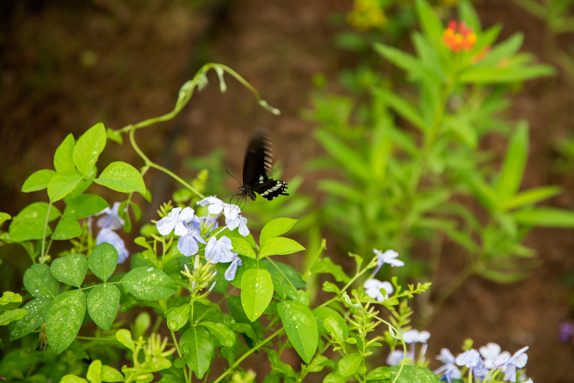 A thriving ecosystem at Woodlands Botanical Garden: So far, more than 20 butterfly species and at least three bee species have been spotted in the garden. 